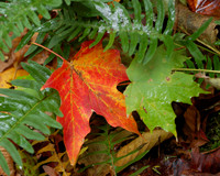 Leaves of the seasons
