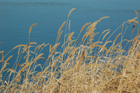 Winter grass
