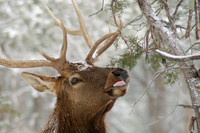 Elk