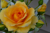 Yellow Rose