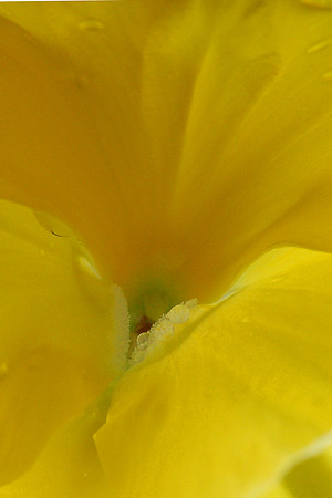 Yellow Pansy