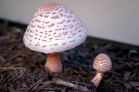 Toad stools