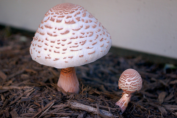 Toad stools